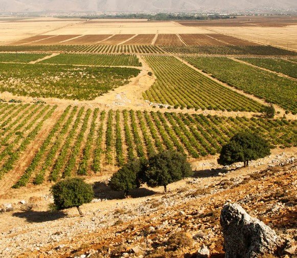 The Ancient Stories and Flavours of Lebanon - Caviste Wine